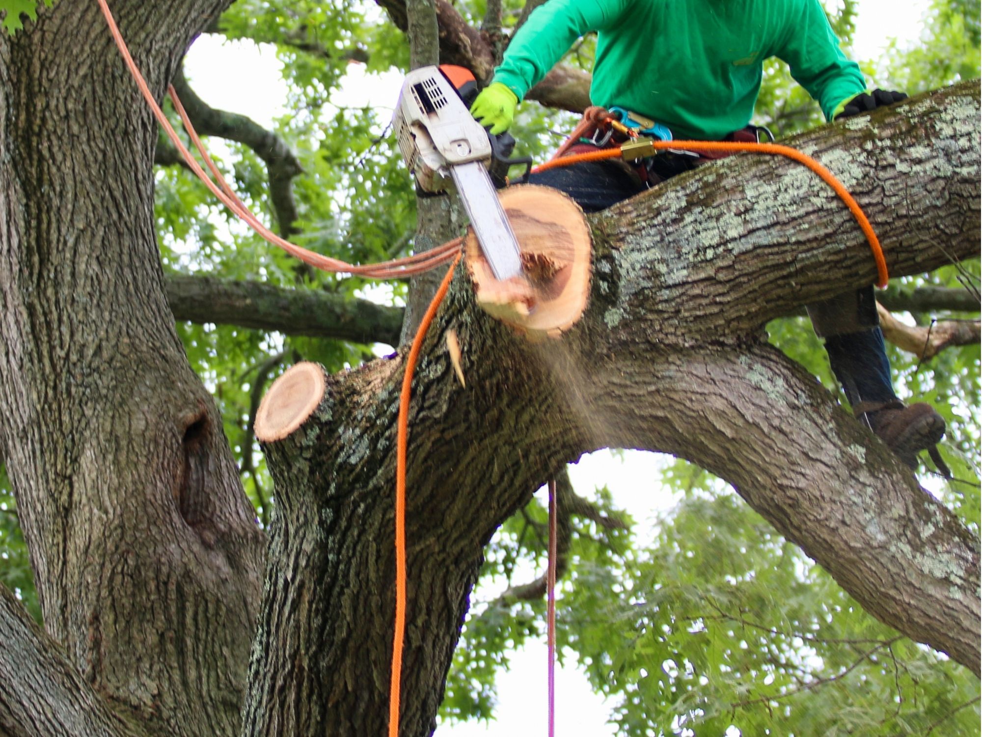 Tree service crew cutting and clearing large limbs