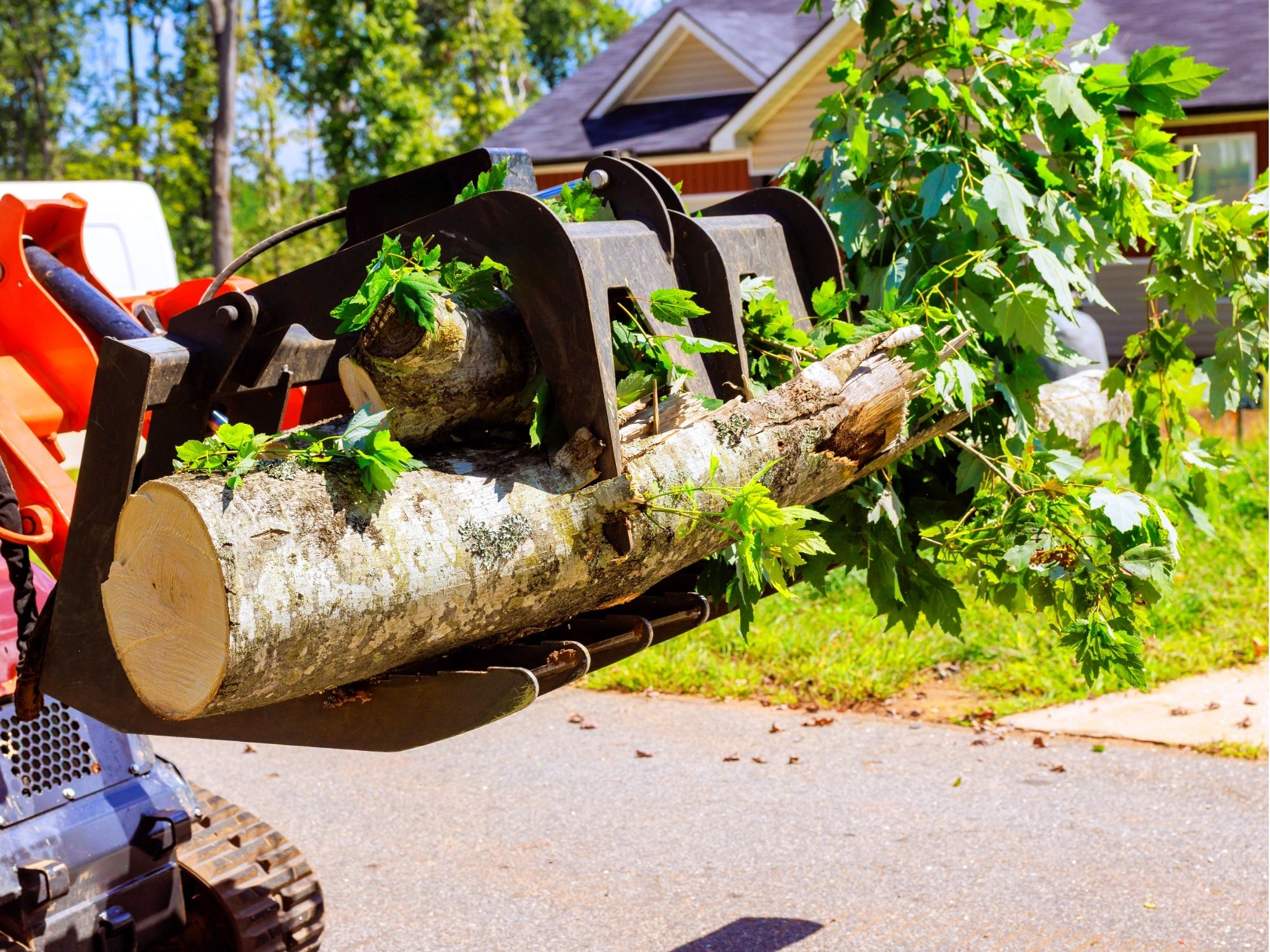 Tree logs and branches being cleared from a driveway